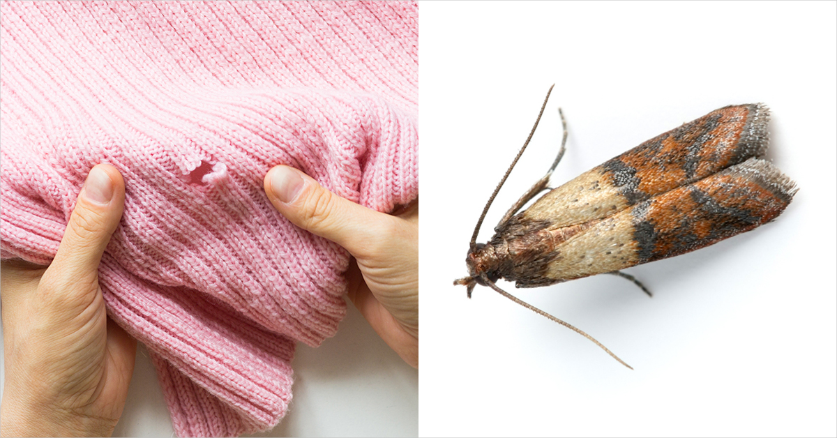 How to Prevent Clothes Moths