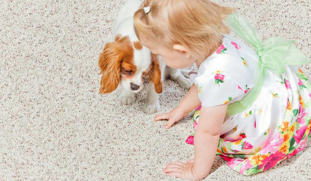6 Questions for Pet Owners & Parents to Consider Before Choosing Carpet