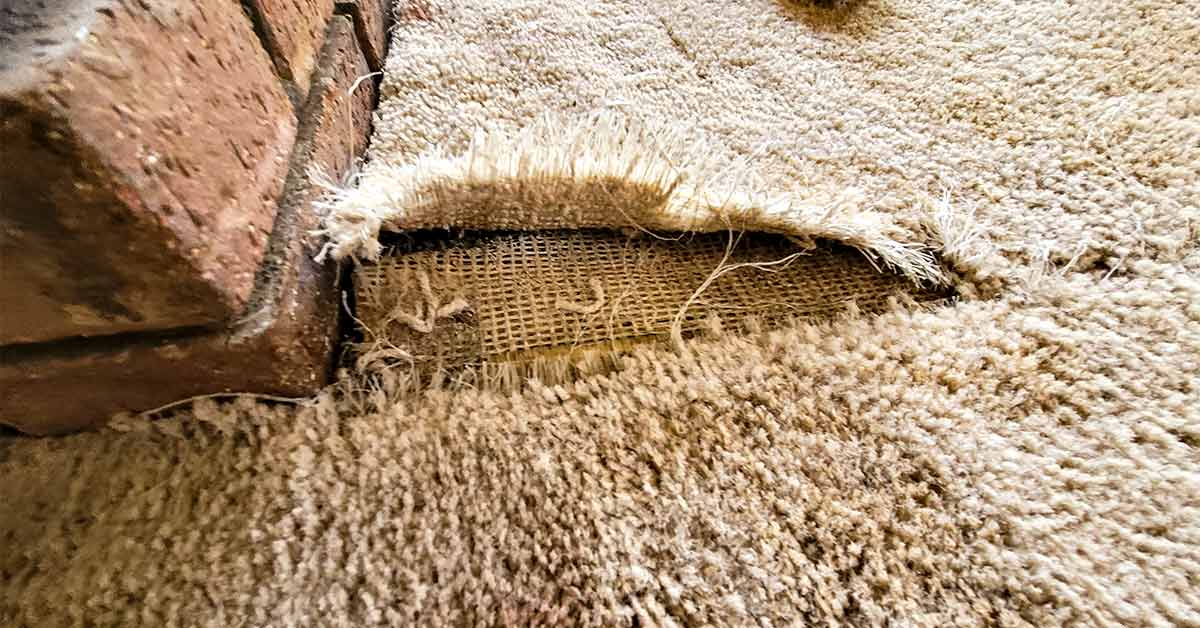 torn up carpet picking carpet when you have pets and kids that tear up carpet