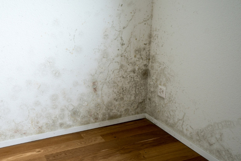 An oriental rug is professionally treated for pet stains and deodorizing